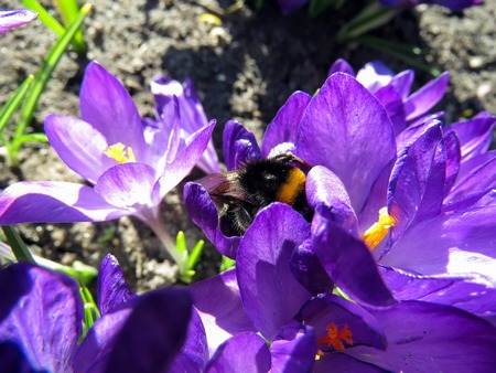 Bumblebee on flowering crocuses in the spring gardenの写真素材