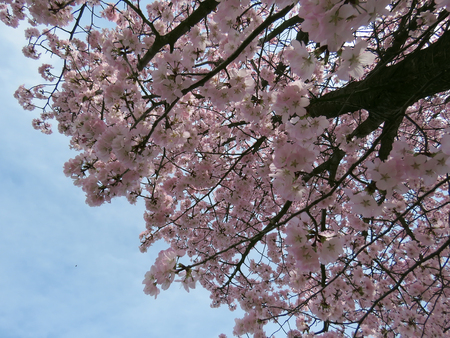 blooming Sakura in a springの写真素材