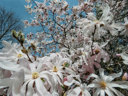 blooming Magnolia in the spring gardenの写真素材