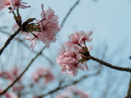 blooming Sakura in a springの写真素材