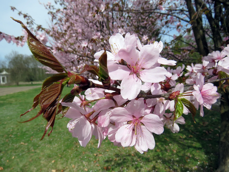 Flowering sakura blossom in a spring garden on a sunny dayの写真素材