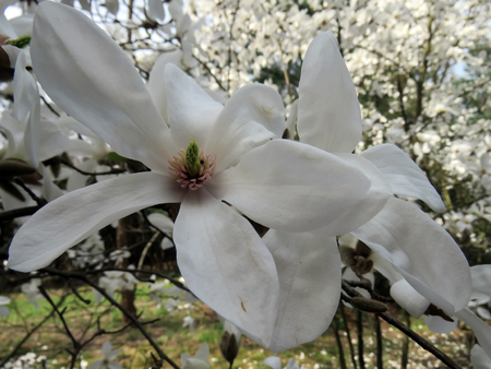 Blooming magnolia in the spring garden on a sunny dayの写真素材