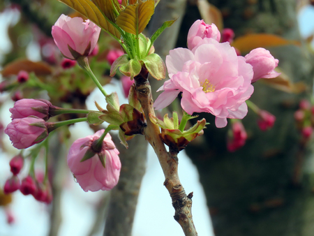 Flowering sakura blossom in a spring garden on a sunny dayの写真素材