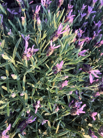 Blooming beautiful flowers in spring on a sunny dayの写真素材