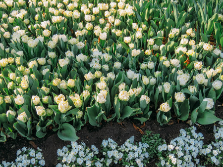 Blooming tulips in a spring garden on a sunny dayの写真素材