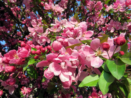 Flowering sakura blossom in a spring garden on a sunny dayの写真素材