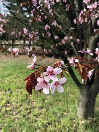 Flowering trees in a spring garden on a sunny dayの写真素材