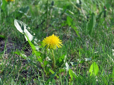 Flowering yellow dandelions in a spring garden on a sunny dayの写真素材