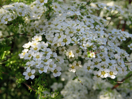 Flowering trees in a spring garden on a sunny day