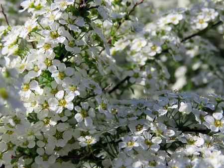 Flowering trees in a spring garden on a sunny day