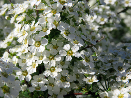 Flowering trees in a spring garden on a sunny dayの写真素材