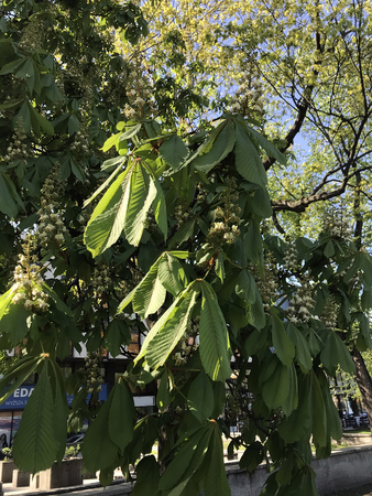 Flowering trees in a spring garden on a sunny dayの写真素材