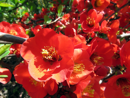 Flowering trees in a spring garden on a sunny dayの写真素材