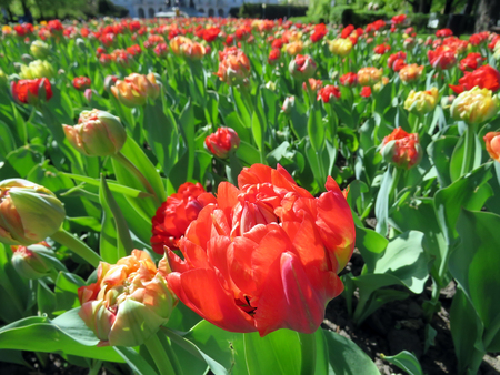 Blooming tulips in a spring garden on a sunny dayの写真素材
