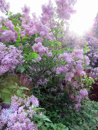 beautiful lilac flowersの写真素材