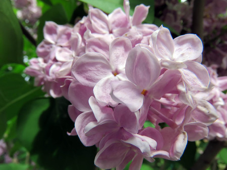 beautiful lilac flowersの写真素材