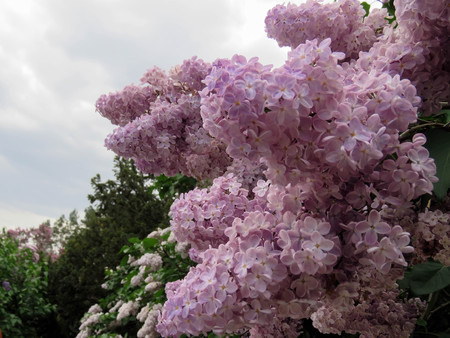 beautiful lilac flowers in the spring dayの写真素材