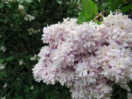 beautiful lilac flowers in the spring dayの写真素材