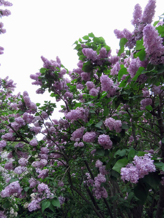 beautiful lilac flowers in the spring dayの写真素材