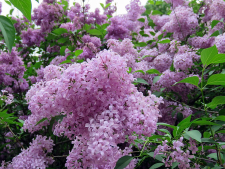 beautiful lilac flowers in the spring dayの写真素材