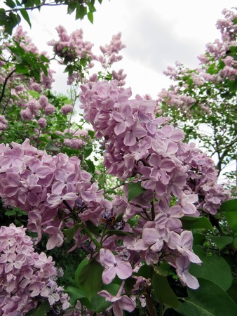 beautiful lilac flowers in the spring dayの写真素材