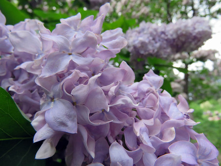 beautiful lilac flowers in the spring dayの写真素材