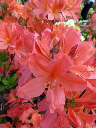colorful flowers in the garden in the springの写真素材