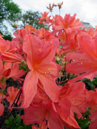 colorful flowers in the garden in the springの写真素材