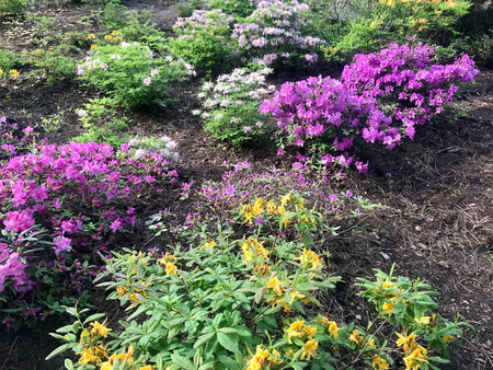 colorful flowers in the garden in the springの写真素材