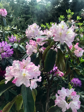 colorful flowers in the garden in the springの写真素材