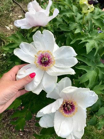 colorful flowers in the garden in the springの写真素材