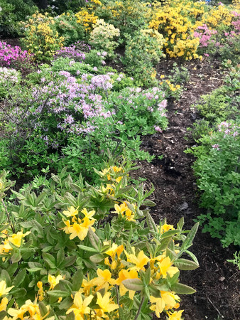 colorful flowers in the garden in the springの写真素材