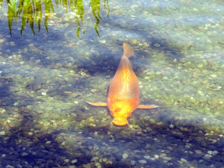 beautiful fish in the pond in sunny dayの写真素材
