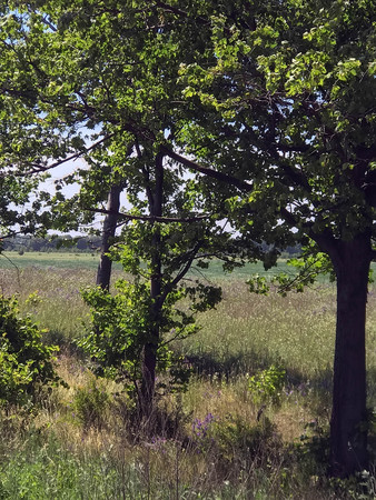 summer landscape with green grassの写真素材