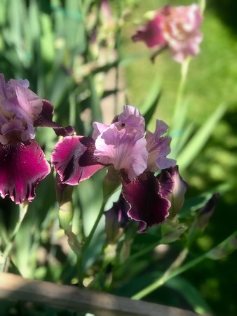 blossoming irises in the gardenの写真素材