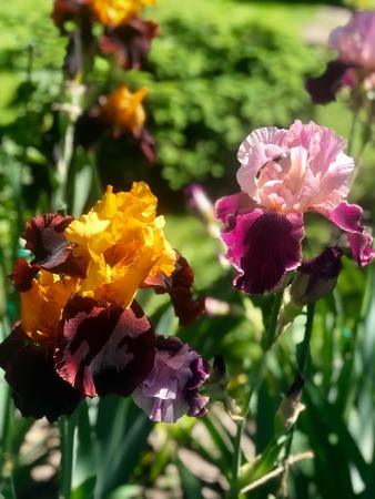 blossoming irises in the gardenの写真素材