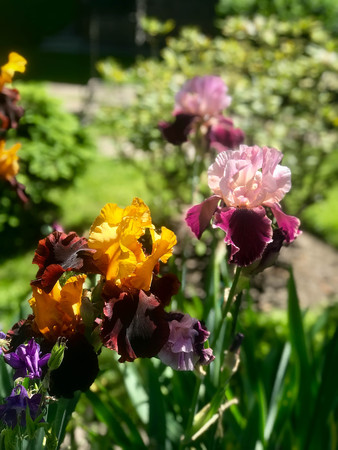 blossoming irises in the gardenの写真素材