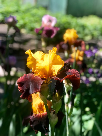 blossoming irises in the gardenの写真素材