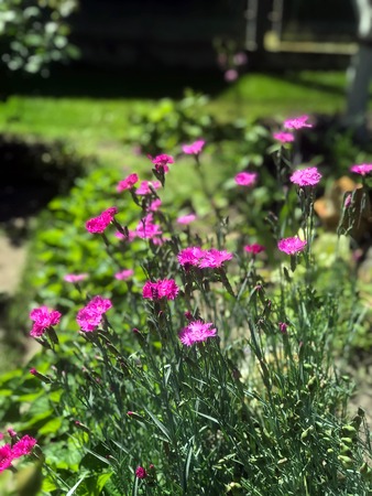 beautiful flowers blossomed in the garden outside the cityの写真素材