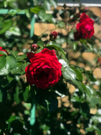 blooming roses in the garden in summerの写真素材