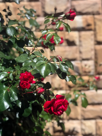 blooming roses in the garden in summerの写真素材