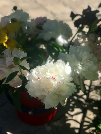 beautiful peonies bloom in the garden at the beginning of summerの写真素材