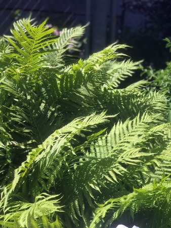 beautiful fern bush in the sunlight in summerの写真素材