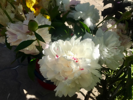 beautiful peonies bloom in the garden at the beginning of summerの写真素材