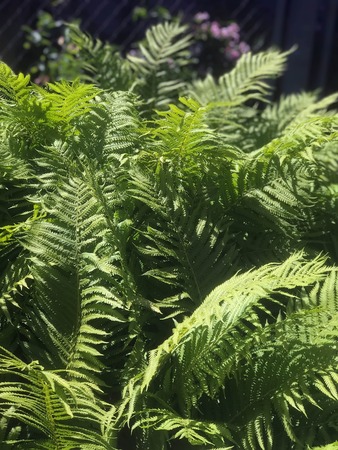 beautiful fern bush in the sunlight in summerの写真素材