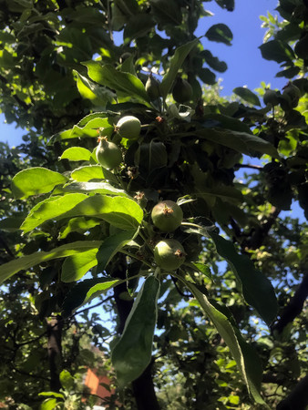 apples grow on a tree in summerの写真素材