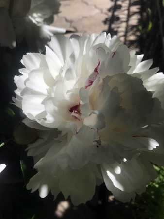 beautiful peonies bloom in the garden at the beginning of summerの写真素材