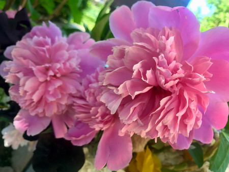 beautiful peonies bloom in the garden at the beginning of summerの写真素材