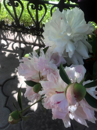 beautiful peonies bloom in the garden at the beginning of summerの写真素材