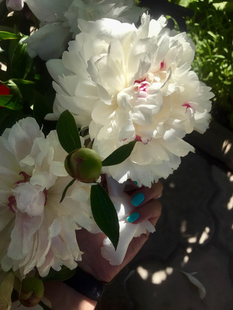 beautiful peonies bloom in the garden at the beginning of summerの写真素材